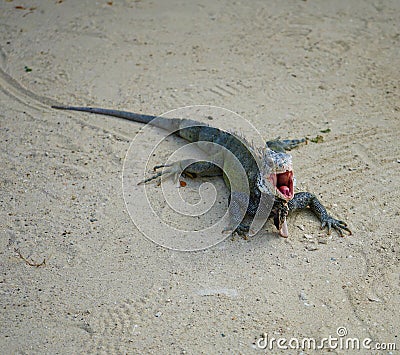 Iguana opening his mouth Stock Photo