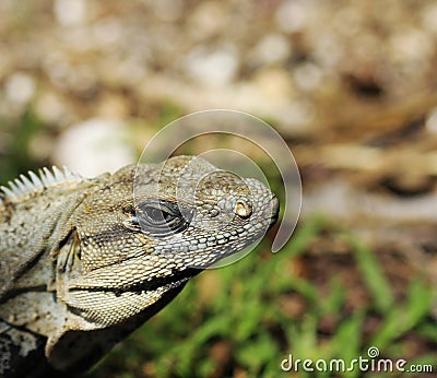 Iguana outdoor. Lizard Stock Photo