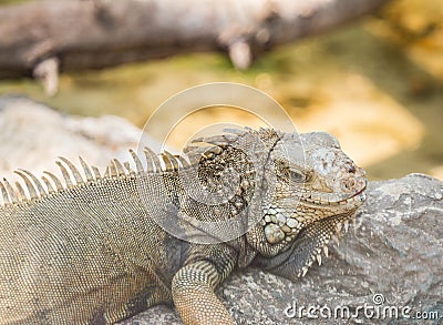 Iguana Perched on a rock Stock Photo