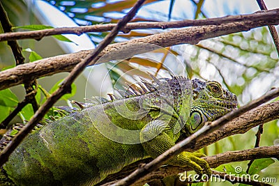 Iguana Photo Close-up portrait Large Green Stock Photo
