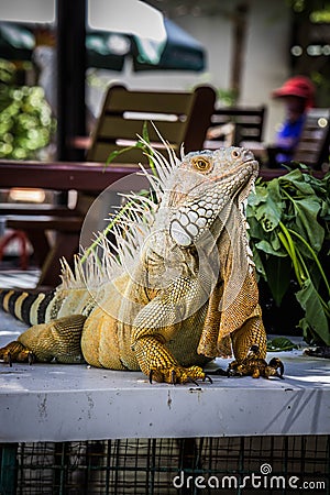 Iguana Photo Close-up portrait Large Green Stock Photo