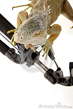 Iguana in photography accessories Stock Photo