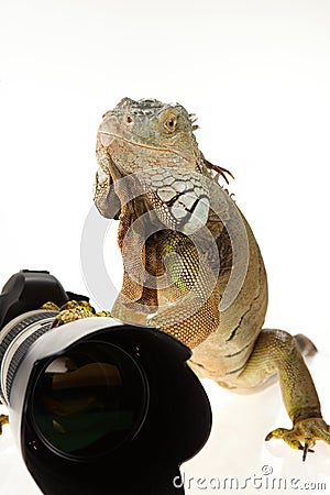 Iguana in photography accessories Stock Photo