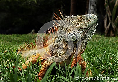 The king of lizards Stock Photo