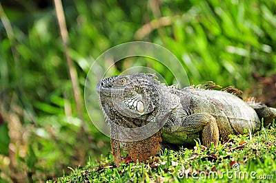 Iguana posing on grass Stock Photo