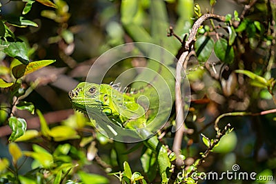 Iguana posing for photo wildlife photography Stock Photo