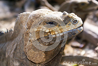 Iguana profile detail with natural background. Lizard`s head close-up view. Small wild reptile. Stock Photo