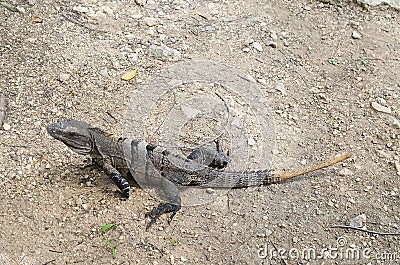 Iguana profile Stock Photo