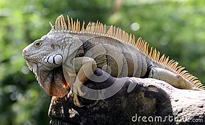 Iguana Stock Photo