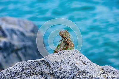 Iguana reptilian, exotic wild dragon. Stock Photo