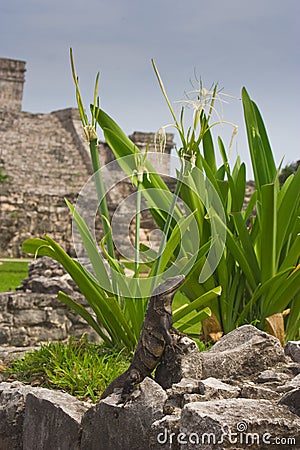 Iguana resting erected in mayan ruins Stock Photo