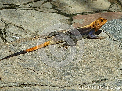 an iguana on the rock Stock Photo