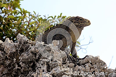 Iguana Stock Photo