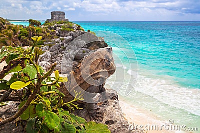 Iguana sitting at the beach of Tulum Stock Photo