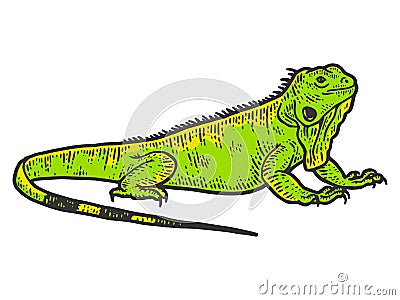 Iguana sketch, drawing a big lizard. Apparel print design color Cartoon Illustration