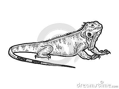 Iguana sketch, drawing a big lizard. Apparel print design. Cartoon Illustration