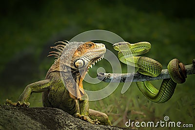 Dangerous friendship of Iguana and the Snake Stock Photo
