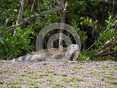 Iguana Sunning near the Beach in St. Croix Stock Photo