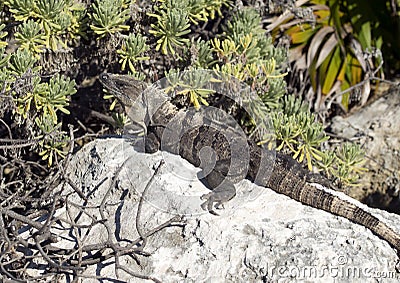 Iguana sunning on a rock, Puerto Aventuras, Mexico Stock Photo