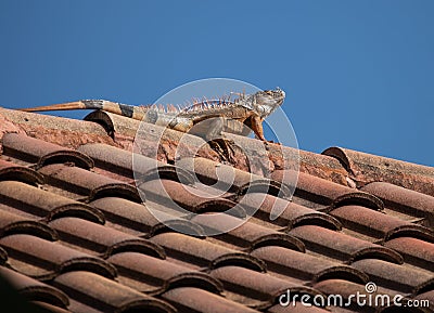 Iguana Sunning on Top of Barrel Tile Roof Stock Photo