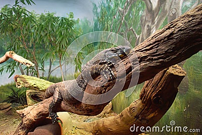 Iguana in a terrarium Editorial Stock Photo