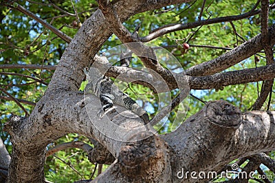 Iguana in a tree Stock Photo