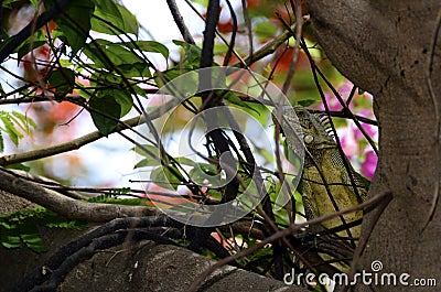 Iguana in a tree Stock Photo