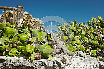 Iguana in Tulum, Mexico Stock Photo