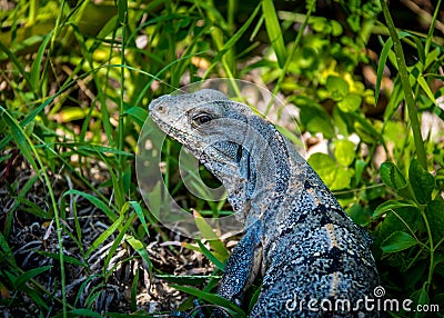 Iguana - Tulum, Mexico Stock Photo