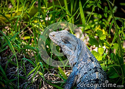 Iguana - Tulum, Mexico Stock Photo