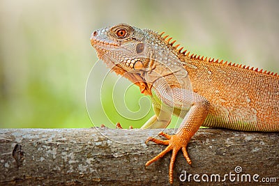 Iguana on twigs in tropical garden Stock Photo