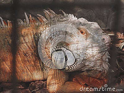 Iguana verde close-up at the zoo. Photography of animals, lizards Stock Photo