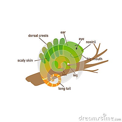 Iguana vocabulary part of body.vector Vector Illustration