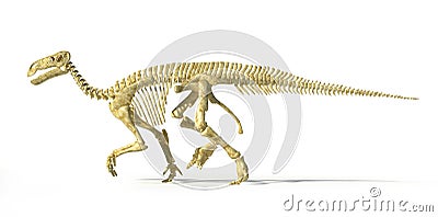 Iguanodon dinosaur full skeleton photo-realistic side view. Stock Photo