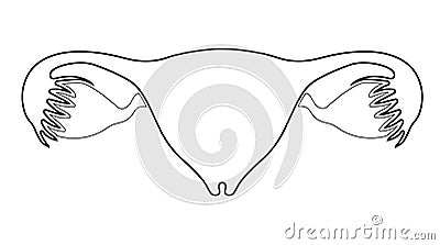 Iinternal organs of women. Uterus, ovaries and fallopian tubes. Illustration, line art design. Isolated on white background Stock Photo