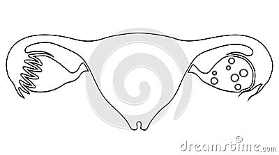 Iinternal organs of women. Uterus, ovaries and fallopian tubes. Illustration, line art design. Isolated on white background Stock Photo