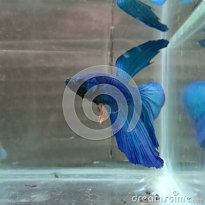 Ikan cupang biru jantan blue betta fish Stock Photo