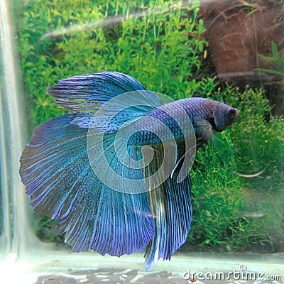 Ikan cupang biru jantan blue betta fish Stock Photo