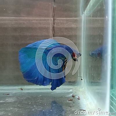 Ikan cupang biru jantan blue betta fish Stock Photo