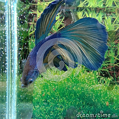 Ikan cupang multicolors betta fish Stock Photo