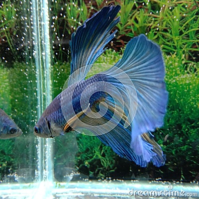 Ikan cupang multicolors betta fish Stock Photo