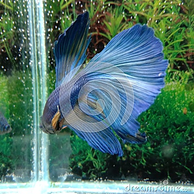 Ikan cupang multicolors betta fish Stock Photo