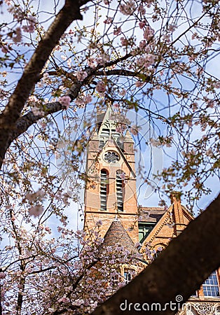 Ikon Gallery cherry blossom, Birmingham Stock Photo