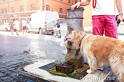 il-cane-sveglio-beve-l-acqua-da-una-fontana-roma-italia-87197676.jpg (400×267)