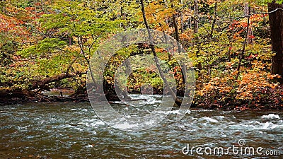 Il 'Crystal clear Oirase Mountain Stream', con le foglie cadenti colorate, attraversa la bellissima foresta durante la stagione a archivi video Il 'Crystal clear Oirase Mountain Stream', con le foglie cadenti colorate, attraversa la bellissima foresta durante la stagione a archivi video