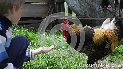 Il gallo ed il pollo mangiano dalle mani del ragazzo, essi mangiano il grano, il grano, pane archivi video Il gallo ed il pollo mangiano dalle mani del ragazzo, essi mangiano il grano, il grano, pane archivi video