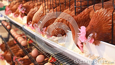 Il pollo eggs, gallina che mangia l'alimento in azienda agricola Il pollo eggs, gallina che mangia l'alimento in azienda agricola