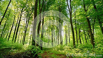 Il sole fonde i suoi bei raggi nella foresta verde fresca, lasso di tempo stock footage Il sole fonde i suoi bei raggi nella foresta verde fresca, lasso di tempo stock footage