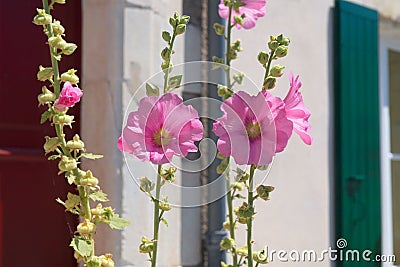 Ile de Re Hollyhocks Stock Photo