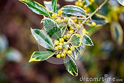 Ilex aquifolium -Golden queen holly Stock Photo